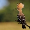 Dudek chocholaty - Upupa epops - Common Hoopoe o1352